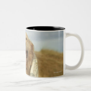 Porträthund auf Strand unter Steppdecke. Fall Zweifarbige Tasse