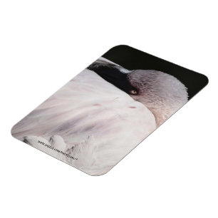 Porträtzeichnung Effekt Kunst Rosa Flamingo Magnet