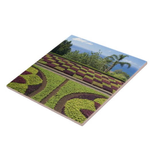 Portugal, Madeira, Funchal. botanisch Fliese (Seite)