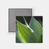 Portugal, Madeira, Funchal. botanisch Magnet (Vorderseite/Rückseite)