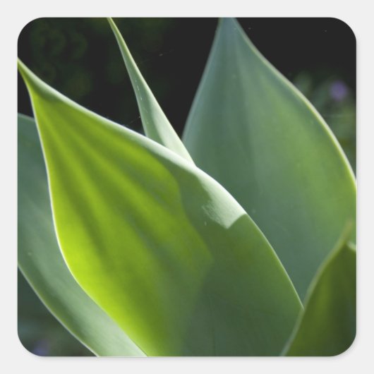 Portugal, Madeira, Funchal. botanisch Quadratischer Aufkleber (Vorderseite)