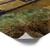 Portugal, Madeira, Funchal. Historisch Poster (Ecke)