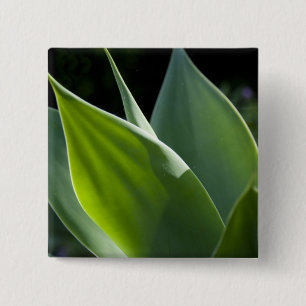 Portugal, Madeira Insel, Funchal. Botanisch Button