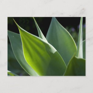 Portugal, Madeira-Insel, Funchal. Botanisch Postkarte