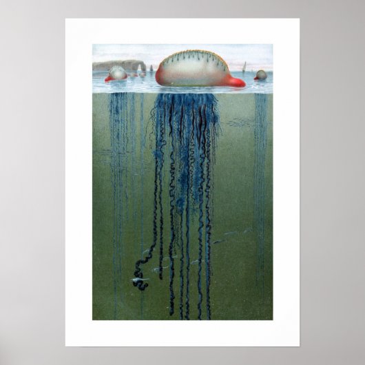 Portugese Man-o-war Poster (Vorne)