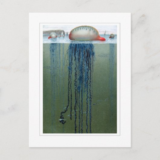 Portugese Man-o-war Postkarte (Vorderseite)