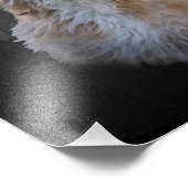 Portugiesisch Podengo Pequeno Fotodruck (Ecke)