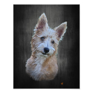 Portugiesisch Podengo Pequeno Fotodruck