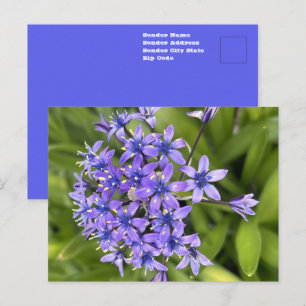 Portugiesische Meerzwiebelblüten Nahaufnahme Natur Postkarte