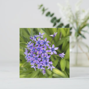 Portugiesische Squill-Blume Schließen Naturschutzg Mitteilungskarte