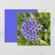 Portugiesische Squill-Blume Schließen Naturschutzg