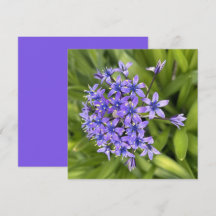 Portugiesische Squill-Blume Schließen Naturschutzg