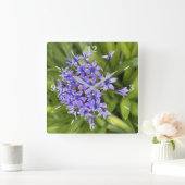 Portugiesische Squill-Blume Schließen Naturschutzg Quadratische Wanduhr (Zuhause)