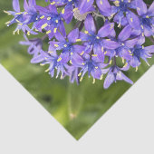 Portugiesische Squill-Blume Schließen Naturschutzg Seidenpapier (Ausschnitt)