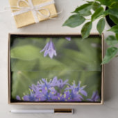 Portugiesische Squill-Blume Schließen Naturschutzg Seidenpapier (Geschenk)