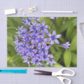 Portugiesische Squill-Blume Schließen Naturschutzg Seidenpapier (Handwerk)