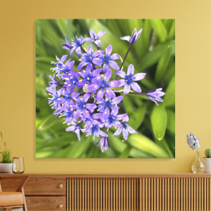 Portugiesische Squill-Blüten Nahaufnahme Naturfoto Leinwanddruck