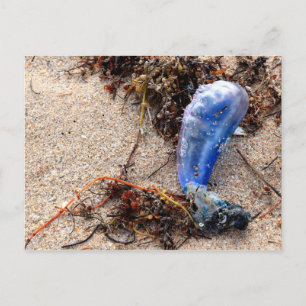 Portugiesischer Mann aus dem Krieg #1 Postkarte