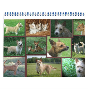 Portugiesischer Podengo Pequeno-Kalender Kalender