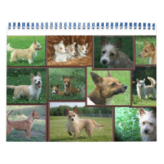 Portugiesischer Podengo Pequeno-Kalender Kalender