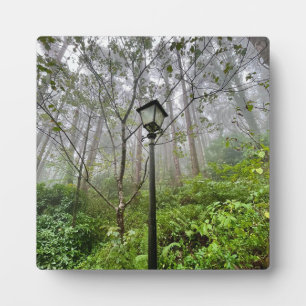 Portugiesischer Schwanz Fotoplatte