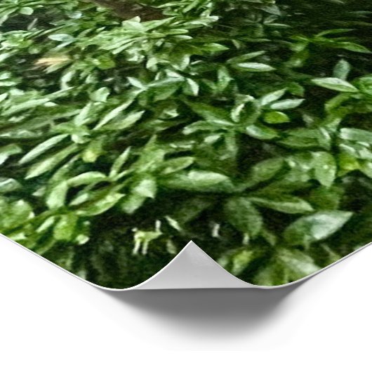 Portugiesischer Schwanz Poster (Ecke)