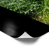 Portugiesischer Schwanz Poster (Ecke)