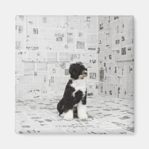 Portugiesischer Wasser-Hund im Raum herein umfaßt Magnet