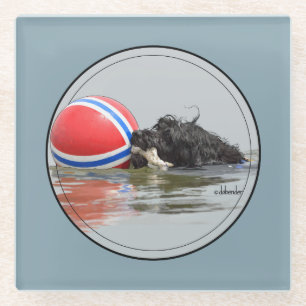 Portugiesischer Wasser-Hund mit Bojen-Ball Glasuntersetzer
