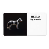 Portugiesischer Wasserhund (Vorne)