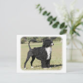Portugiesischer Wasserhund 9Y510D-145 Postkarte (Stehend Vorderseite)