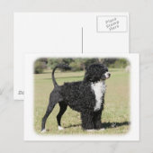Portugiesischer Wasserhund 9Y510D-145 Postkarte (Vorne/Hinten)