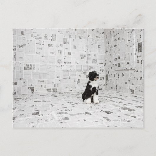 Portugiesischer Wasserhund im Zimmer Postkarte (Vorderseite)