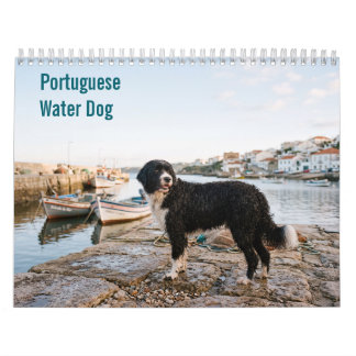 Portugiesischer Wasserhund Wandkalender 2027