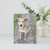 Portuguese Akita and German Shepherd mix female Postkarte (Stehend Vorderseite)