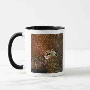 Porzellankrabbe in den Seeanemonen, Nordsulawesi Tasse