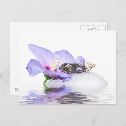 Poscard - Cicada in der Provence Postkarte (Vorne/Hinten)