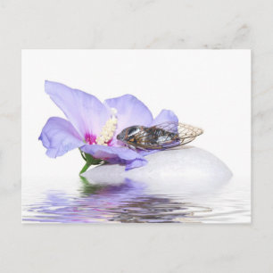 Poscard - Cicada in der Provence Postkarte