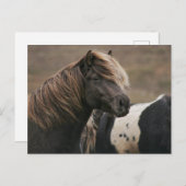 Pose Brown Horse Postkarte (Vorne/Hinten)