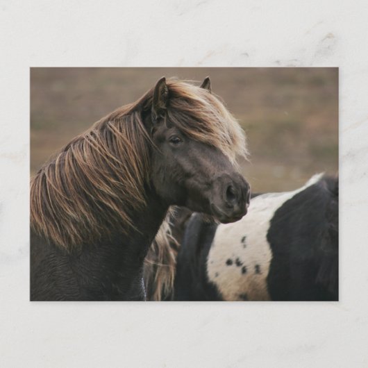 Pose Brown Horse Postkarte (Vorderseite)