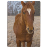 Pose Klemmbrett (Rückseite)