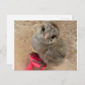 Pose wie ein Huhn Postkarte (Vorne/Hinten)
