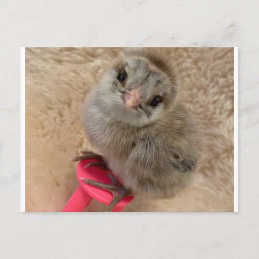 Pose wie ein Huhn Postkarte (Vorderseite)