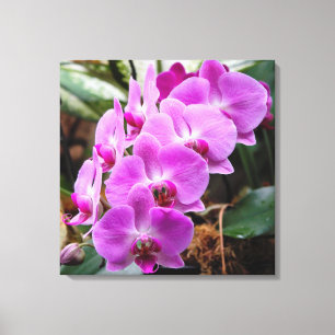 Posh Lila Orchideen Stretched Canvas Print Leinwanddruck
