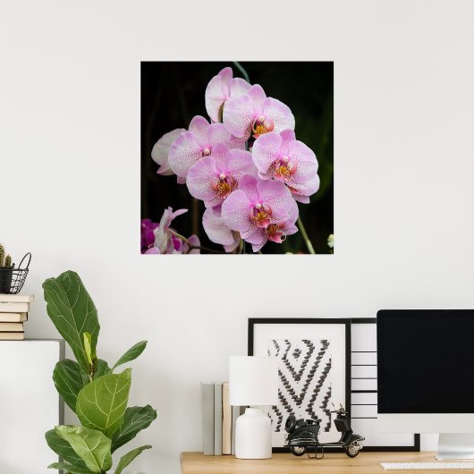 Posh Pink Orchids Poster (Heimbüro)
