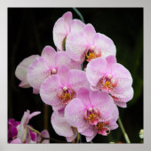 Posh Pink Orchids Poster (Vorne)