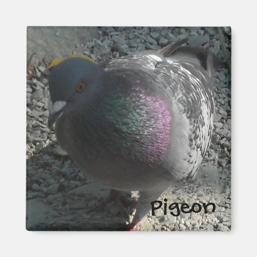 Posierende Taube Magnet (Vorne)