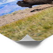 Posing Bison Bull, Hayden Valley, Gelbstein Poster (Ecke)