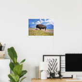 Posing Bison Bull, Hayden Valley, Gelbstein Poster (Heimbüro)