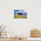 Posing Bison Bull, Hayden Valley, Gelbstein Poster (Küche)